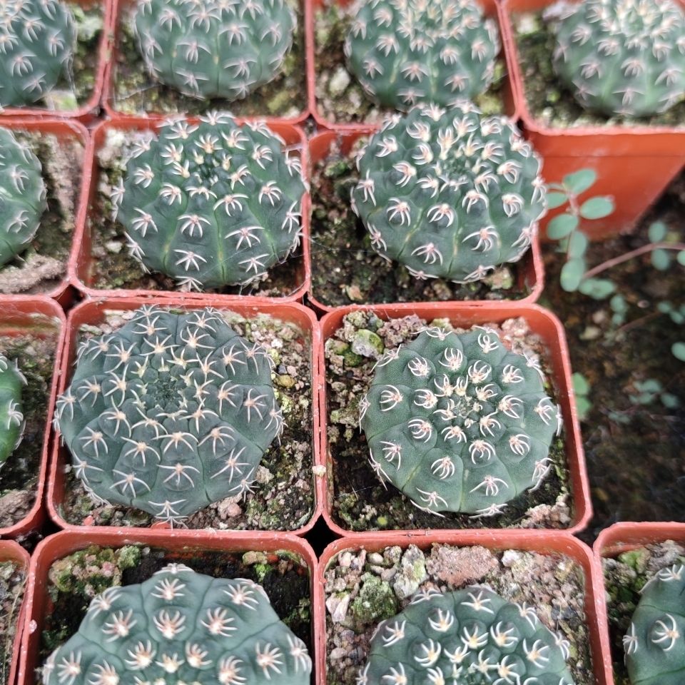 3-4cm Gymnocalycium quehlianum