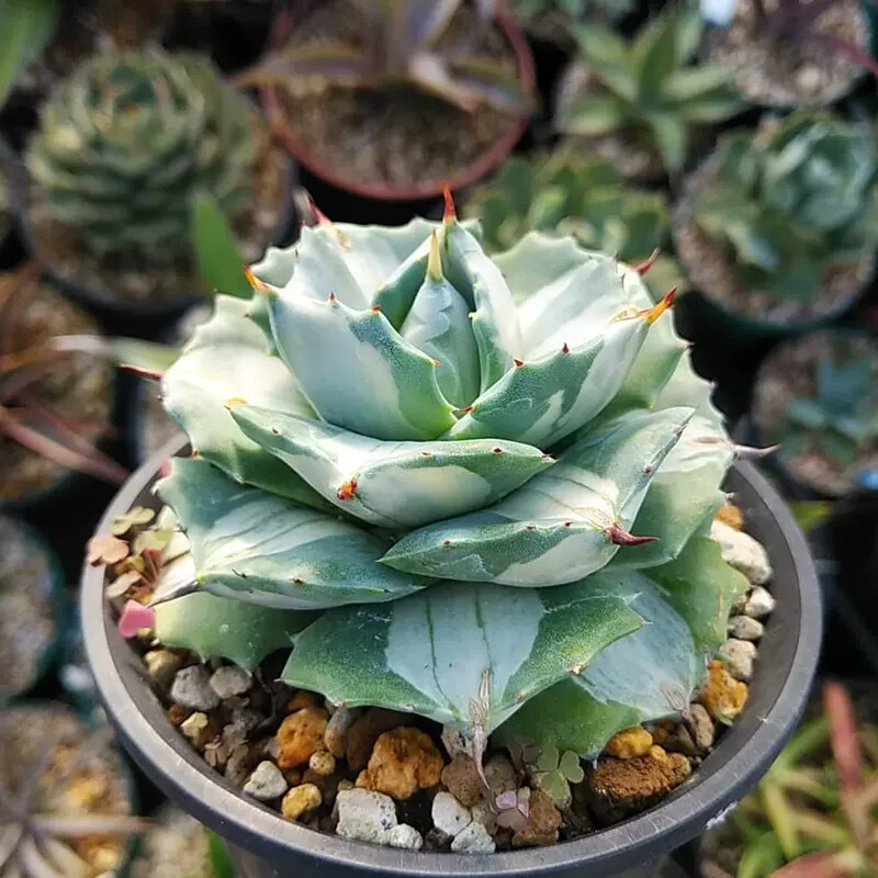 5-6cm Agave Isthmensis Mediopicta Alba