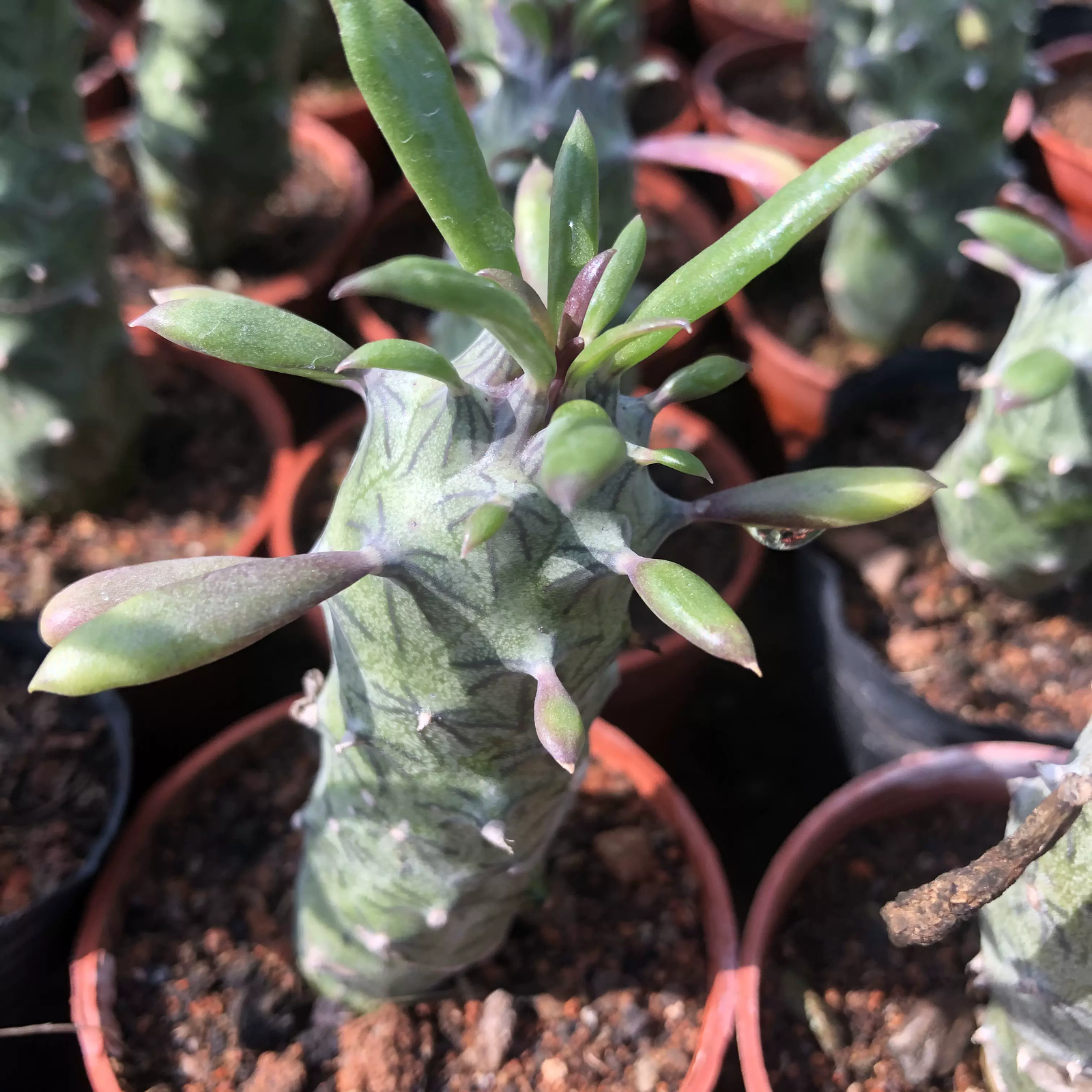 6-8CM Senecio mweroensisssp