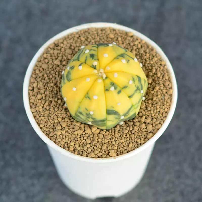 3cm 1PCS Astrophytum Asterias Yellow Variegated