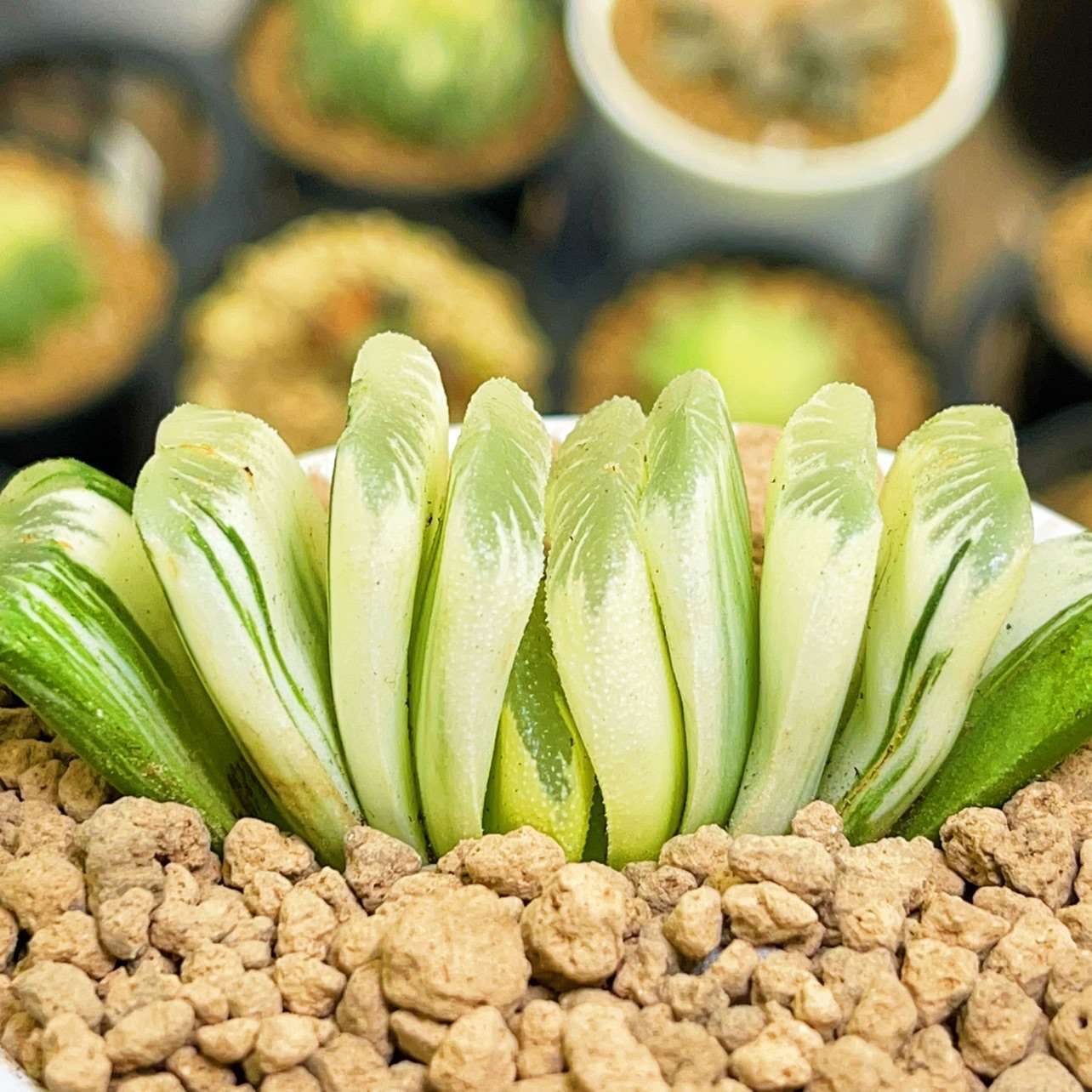 6CM 1PCS Haworthia truncata Variegated