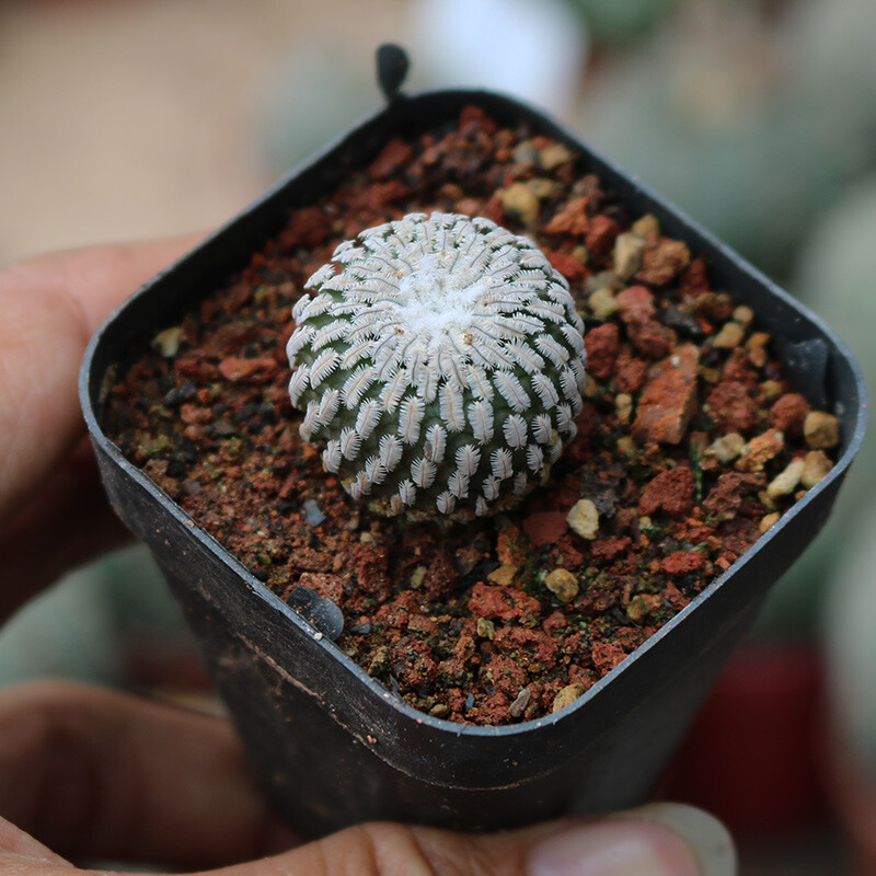 2-3cm Turbinicarpus pseudopectinatus