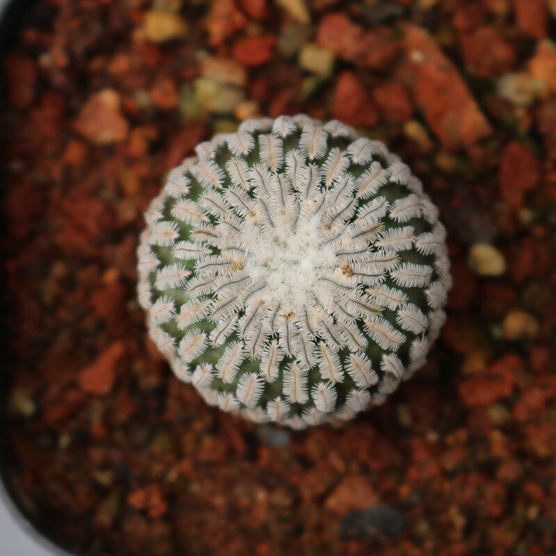 2-3cm Turbinicarpus pseudopectinatus