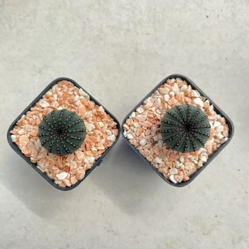 3CM Frailea asterioides