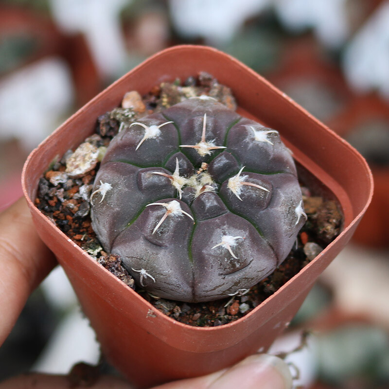 3cm Gymnocalycium Prochazkianum