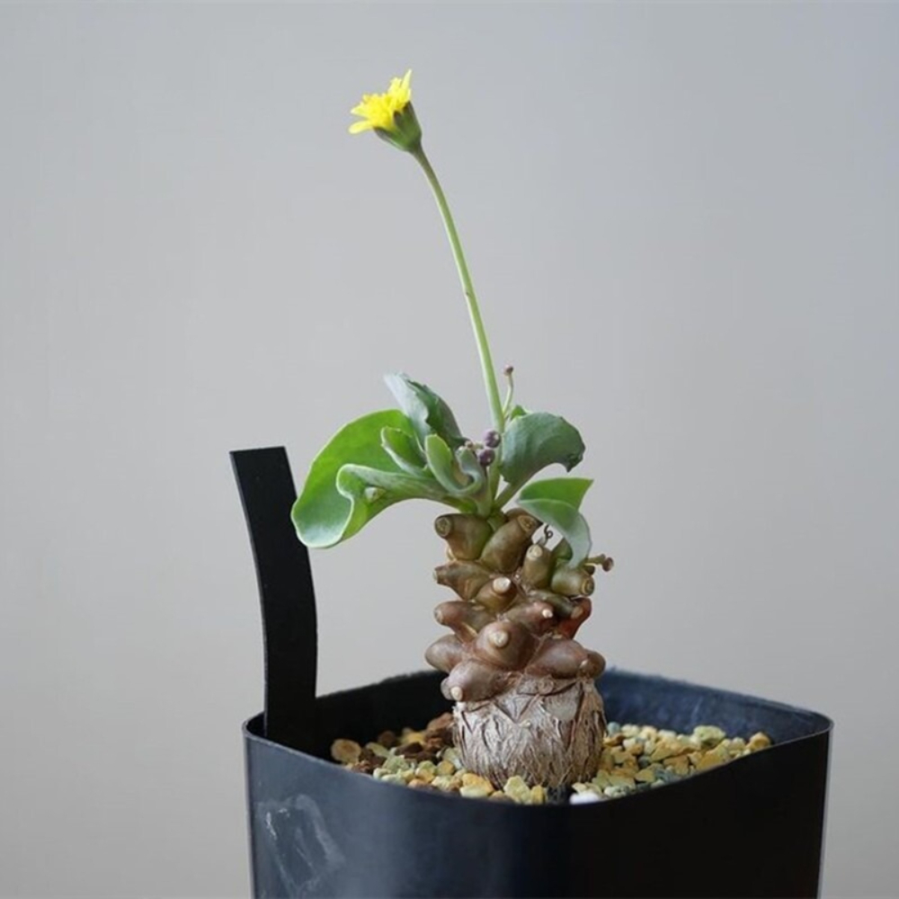 5-7cm Othonna Herrei Triste