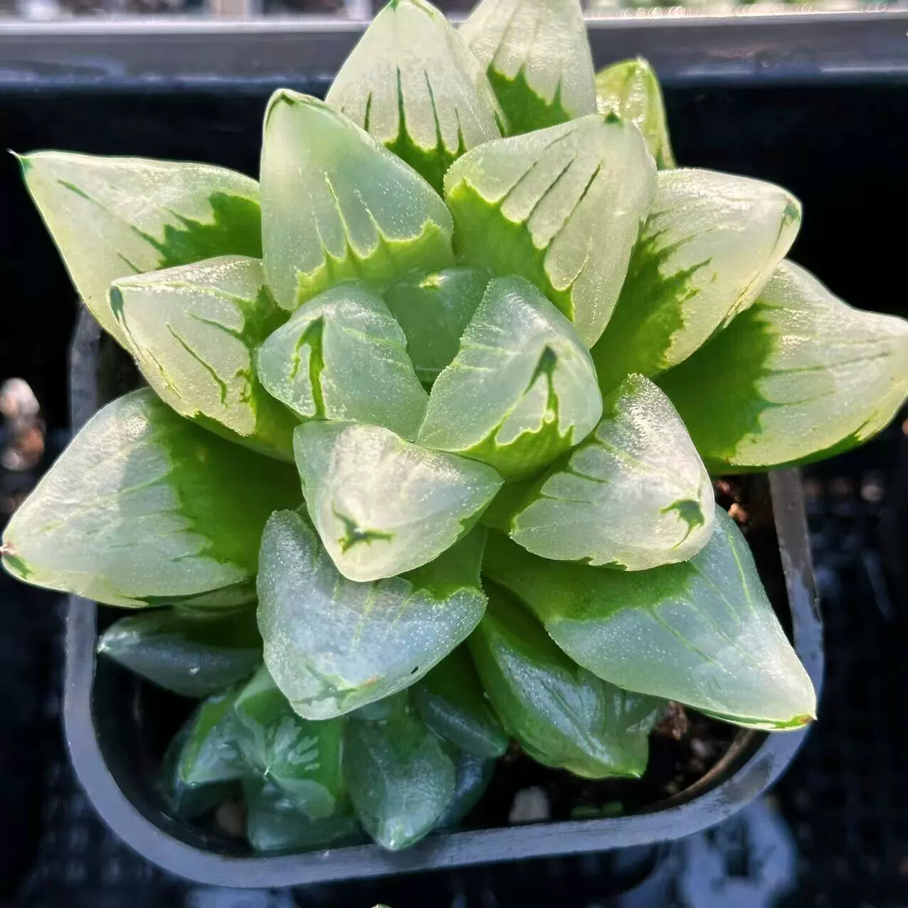 6-7CM Haworthia Comptioniana