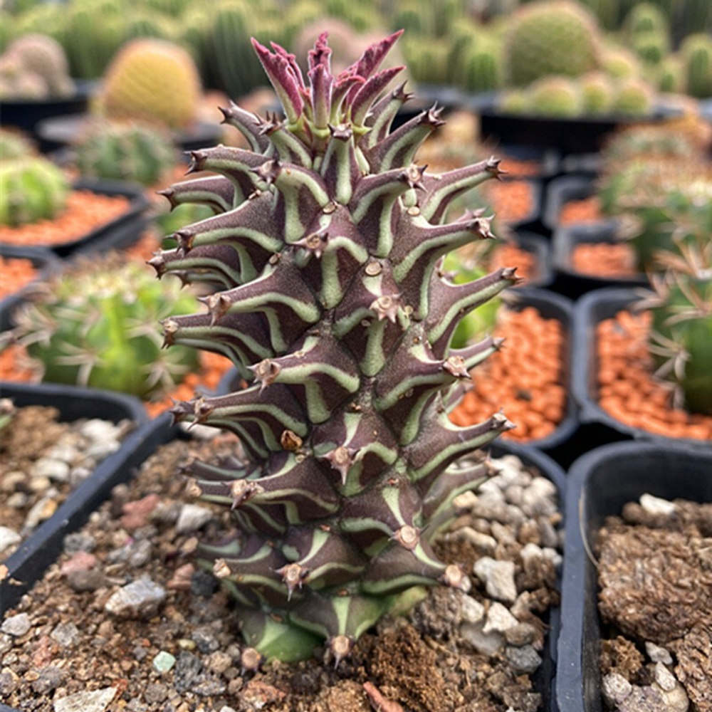 6-8cm Monadenium guentheri