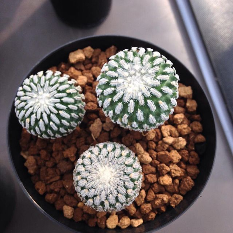 2-3cm Turbinicarpus pseudopectinatus