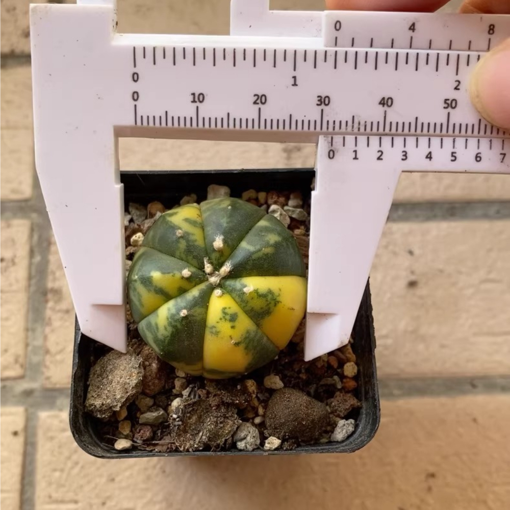 3cm 1PCS Astrophytum Asterias Yellow Variegated
