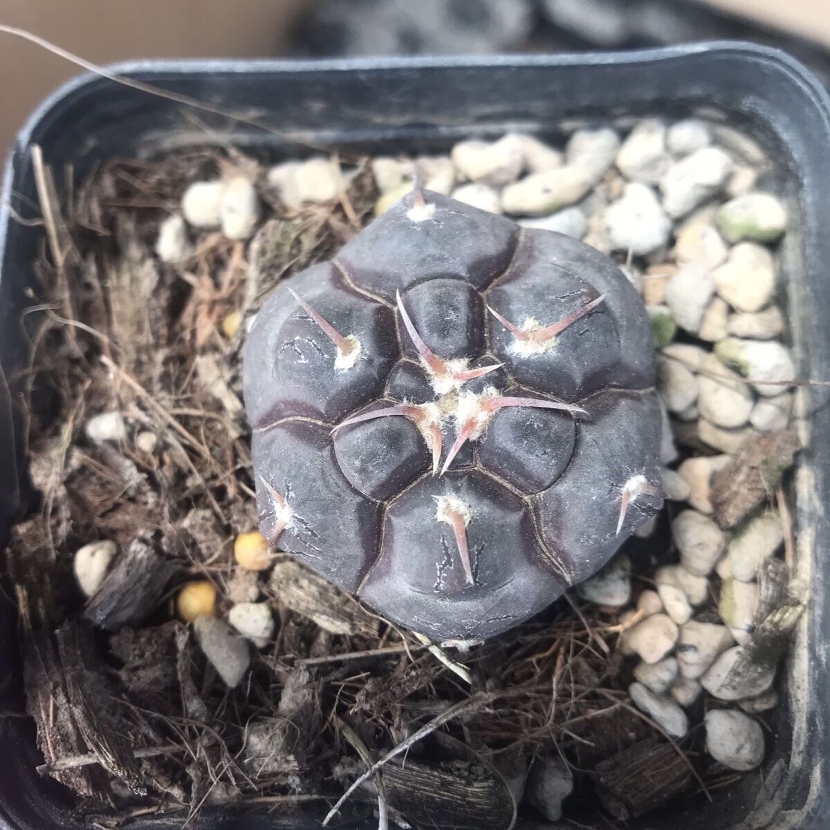 3cm Gymnocalycium Prochazkianum
