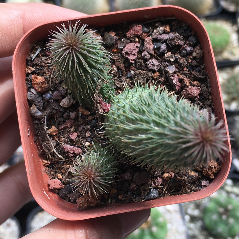 4-6CM 1PCS Huernia pillansii