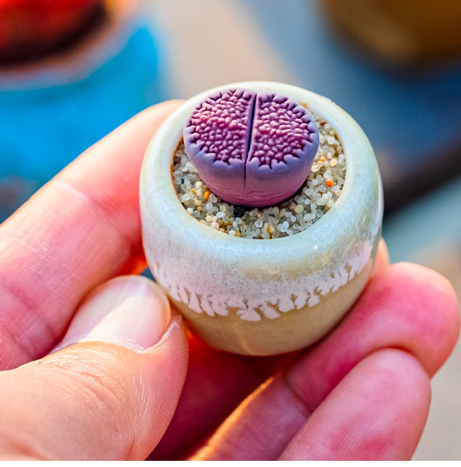 1.5-2cm Lithops Hallii Purple