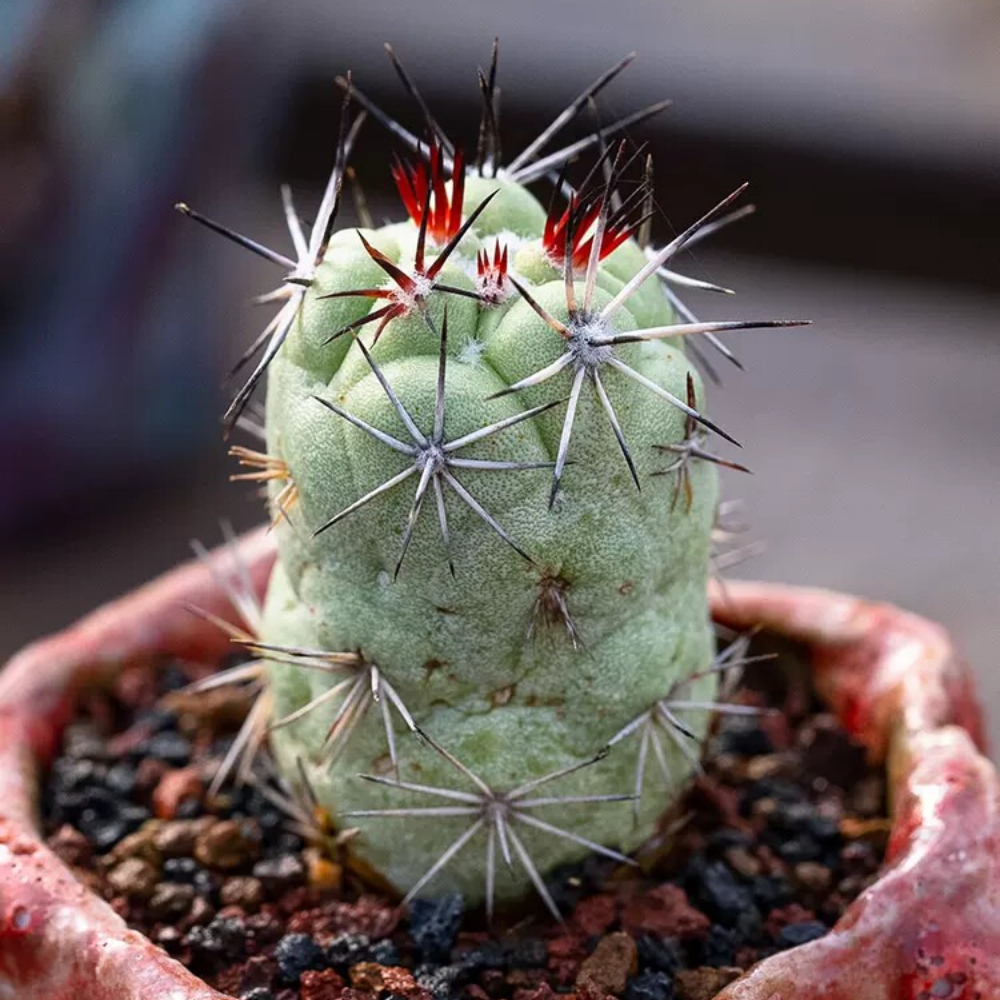 2.5-3cm Ortegocactus macdougallii