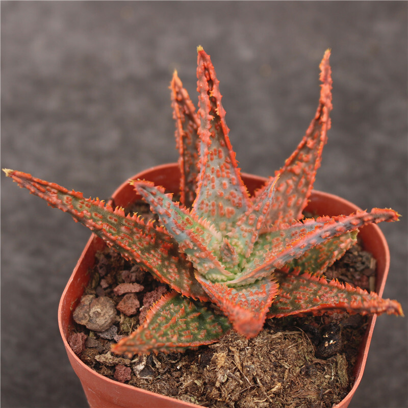 7-8cm Aloe Christmas Carol