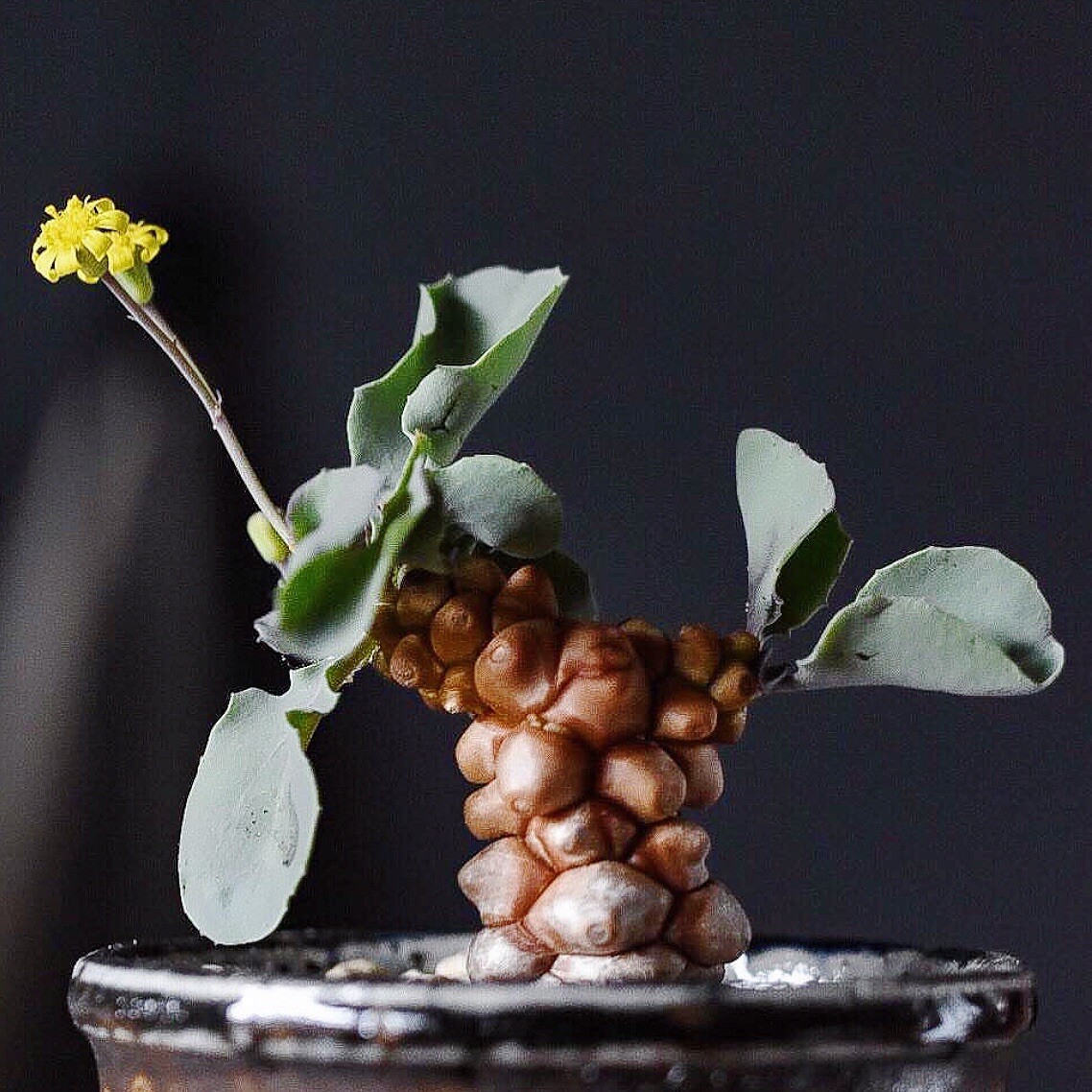 5-7cm Othonna Herrei Triste