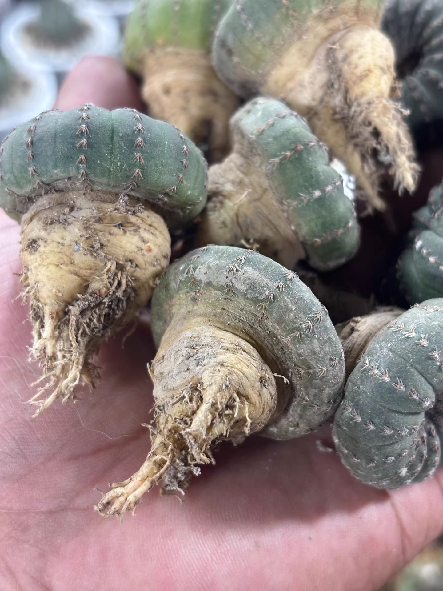 3CM Frailea asterioides