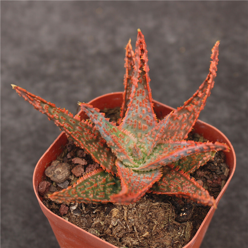7-8cm Aloe Christmas Carol
