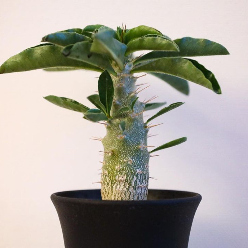 7-8cm Pachypodium saundersii