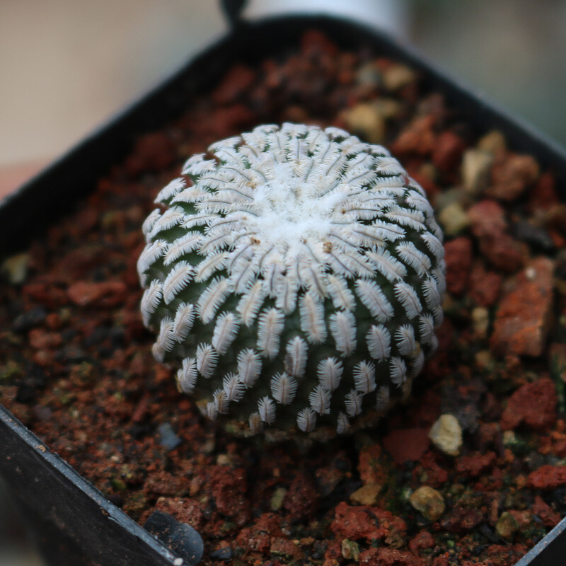 2-3cm Turbinicarpus pseudopectinatus