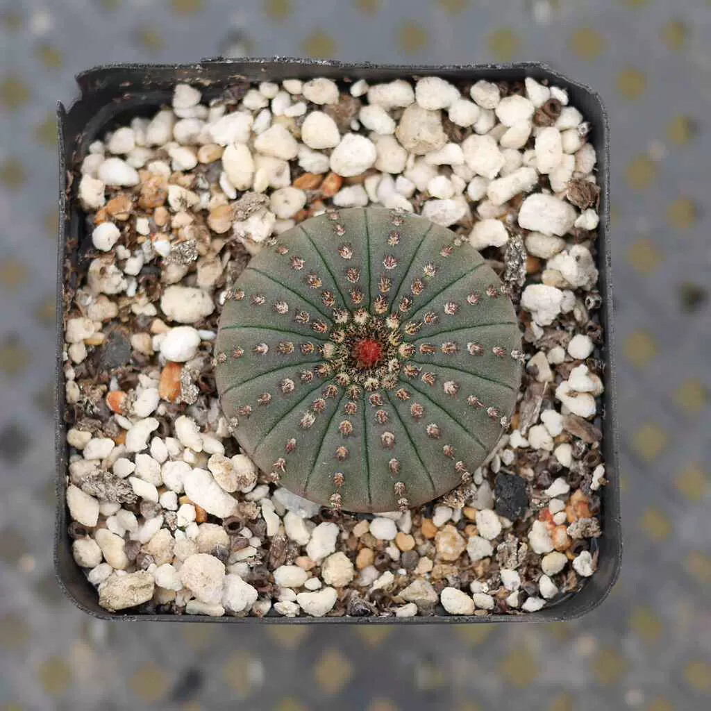 3CM Frailea asterioides