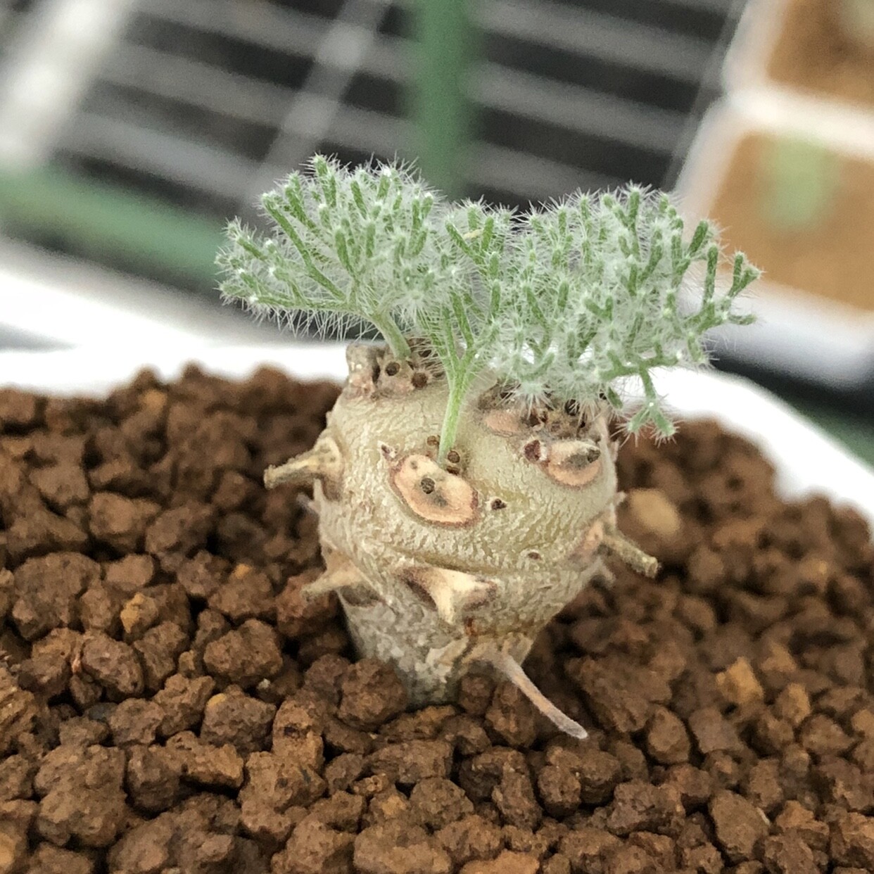 1.5CM Monsonia Peniculina