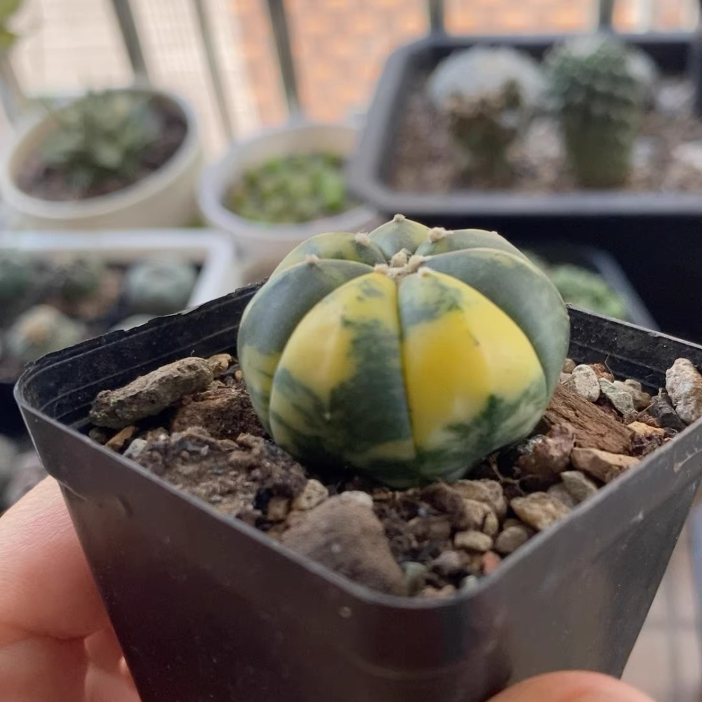 3cm 1PCS Astrophytum Asterias Yellow Variegated