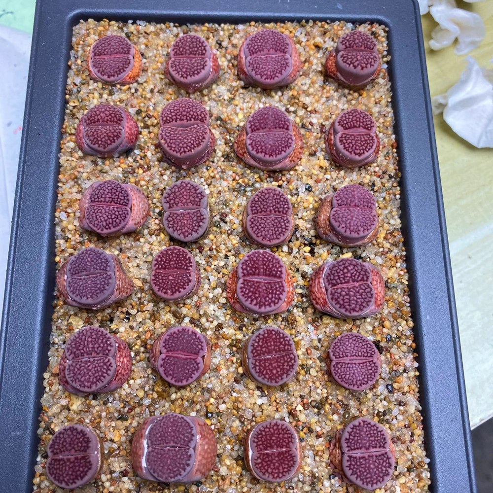 1.5-2cm Lithops Hallii Purple