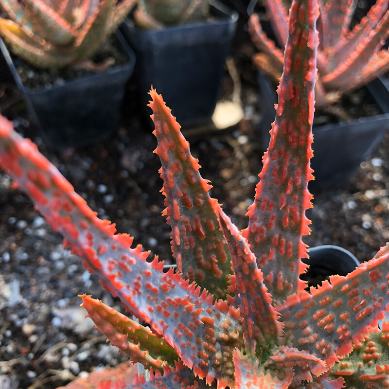 7-8cm Aloe Christmas Carol