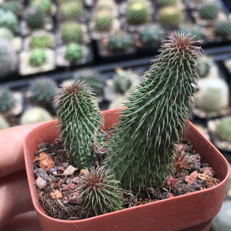 4-6CM 1PCS Huernia pillansii