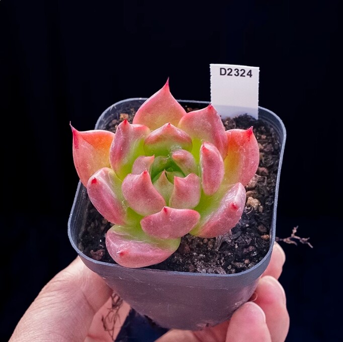 4cm Echeveria 'Honey pink'