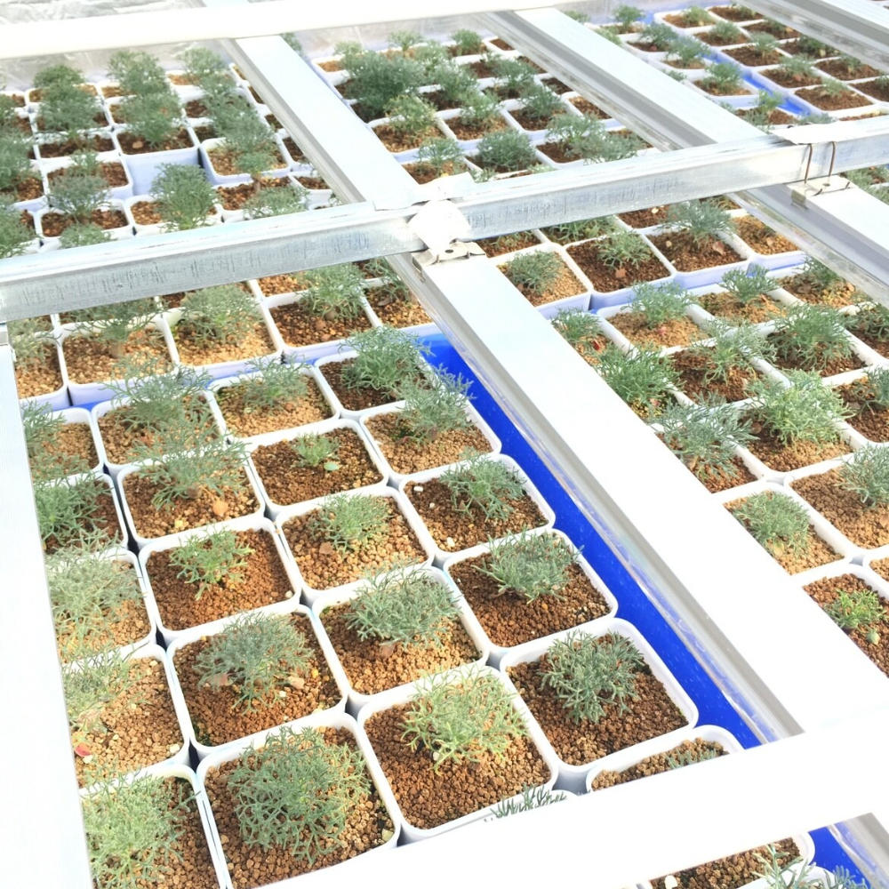 1.5CM Monsonia Peniculina