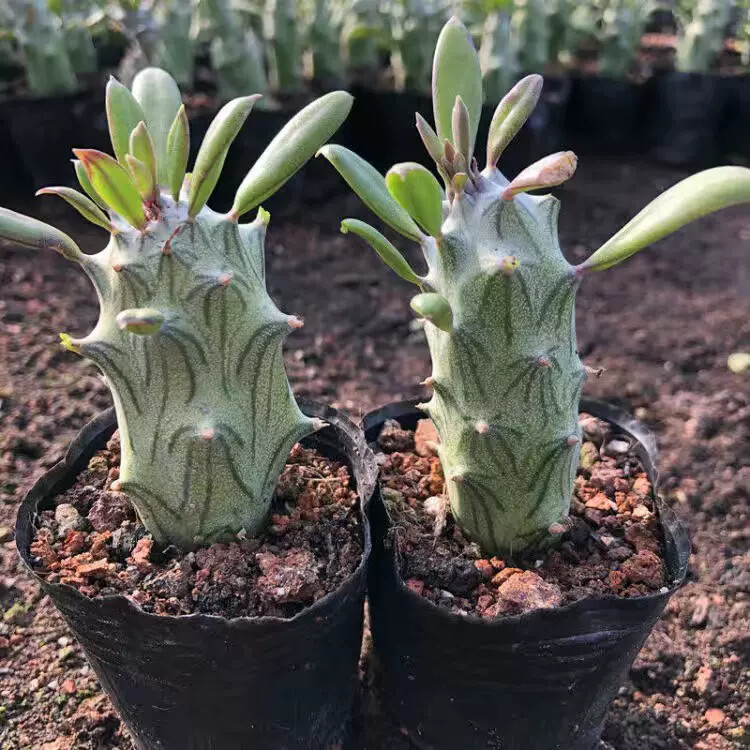 6-8CM Senecio mweroensisssp