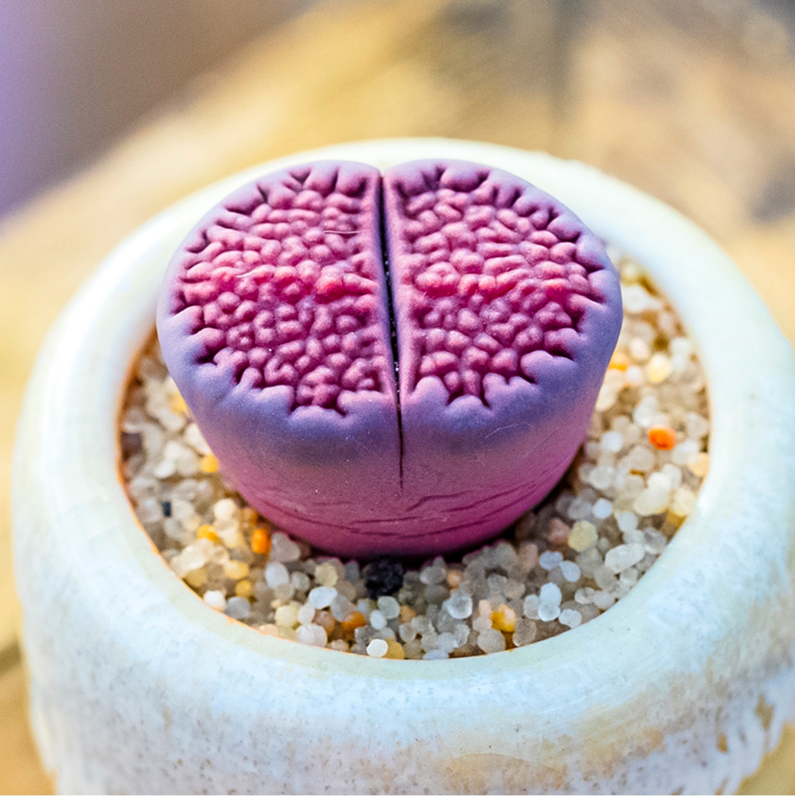 1.5-2cm Lithops Hallii Purple