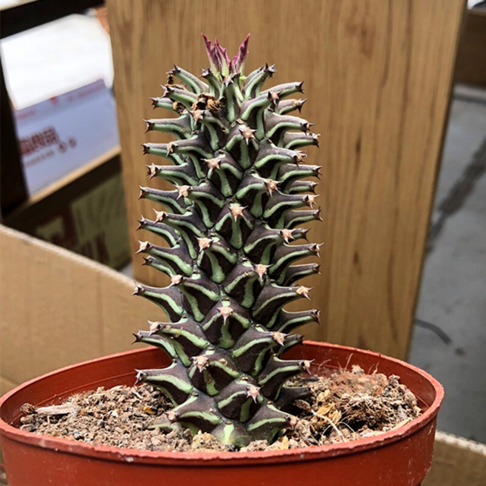 6-8cm Monadenium guentheri