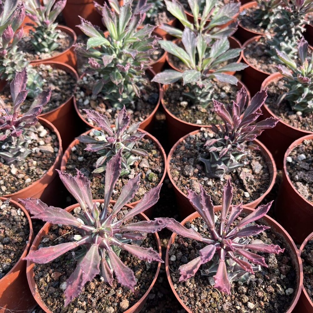 6-8cm Monadenium guentheri