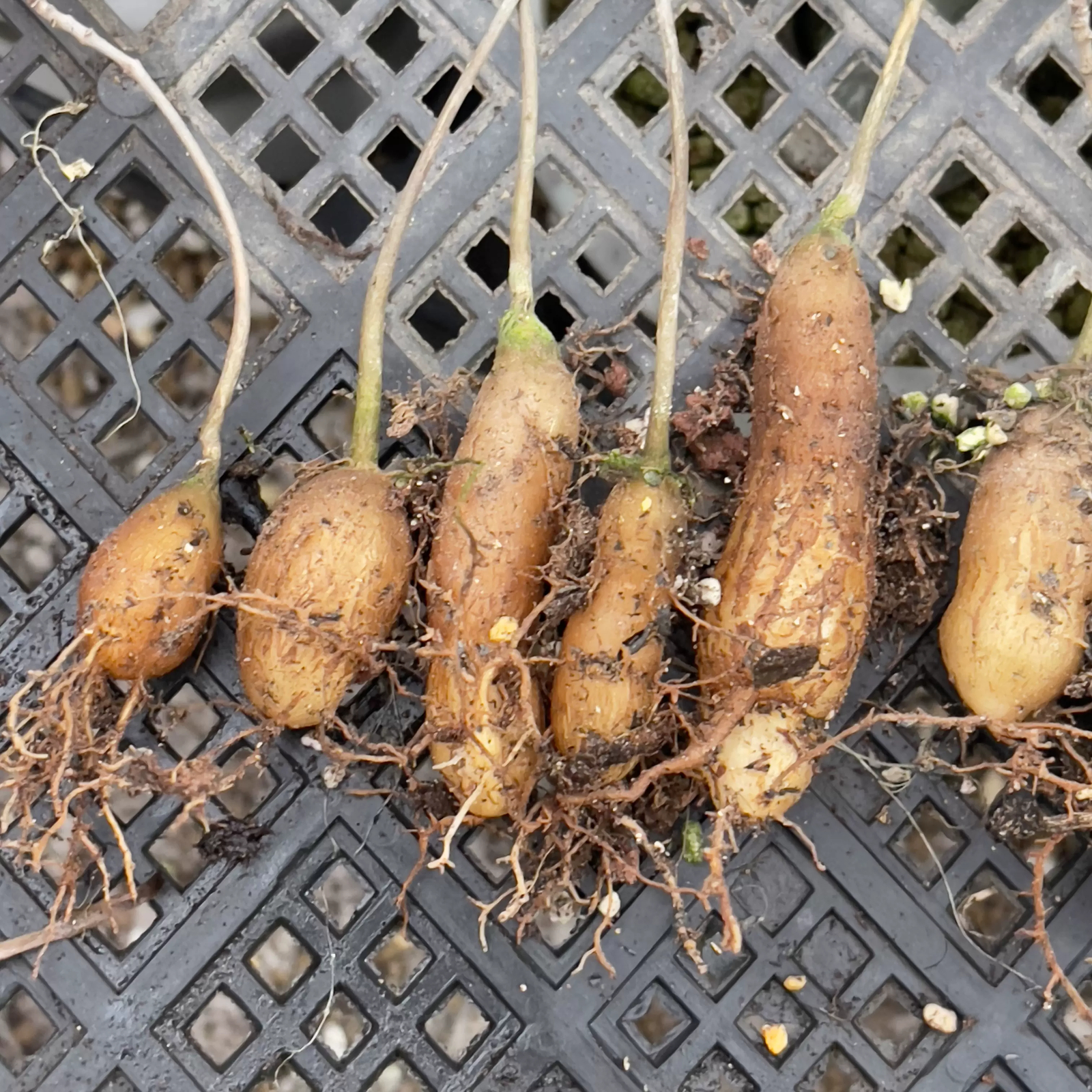 2cm Operculicarya pachypus