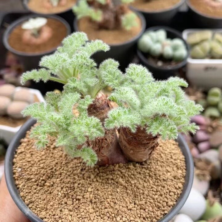 2-2.5cm Pelargonium Appendiculatum Triste