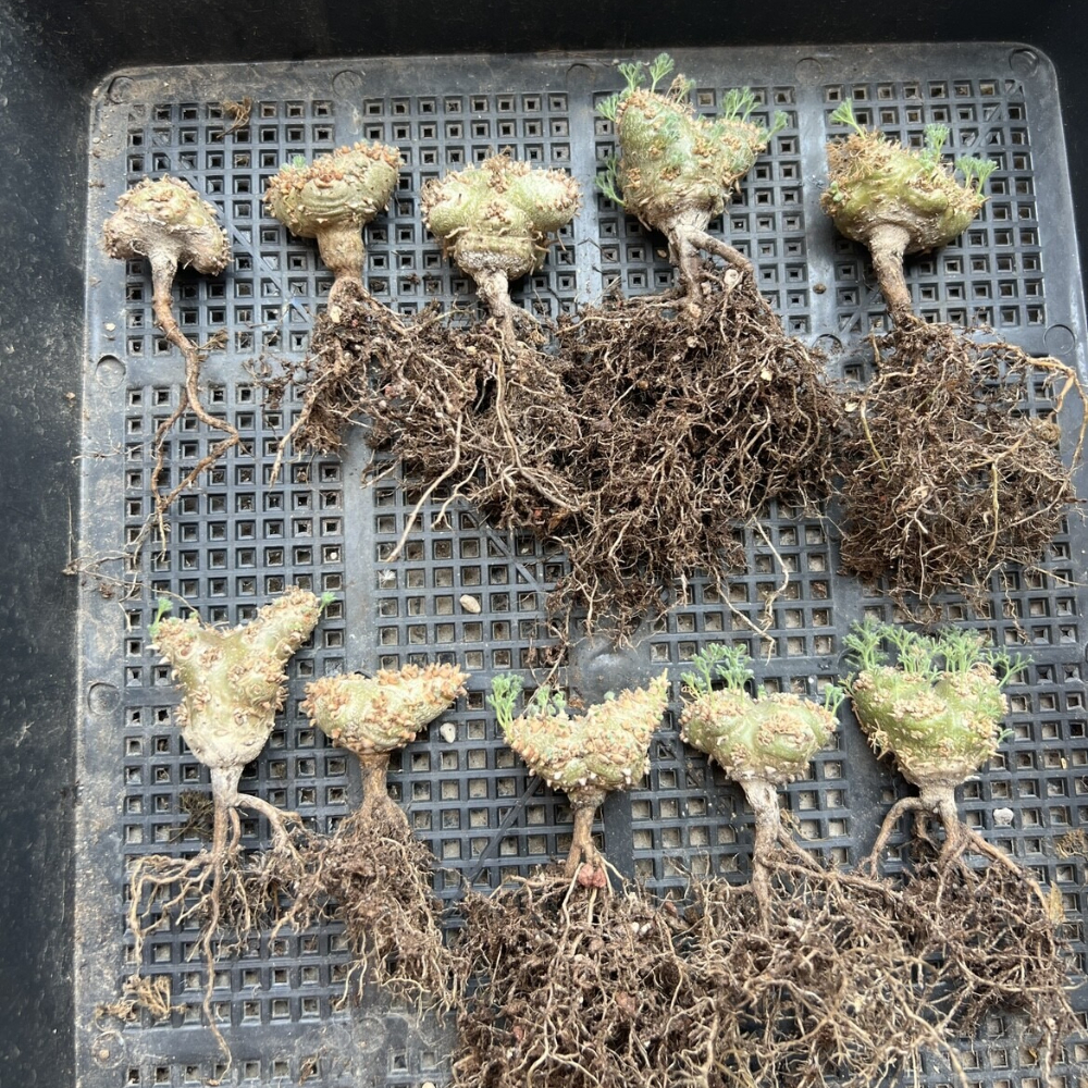 1.5CM Monsonia Peniculina