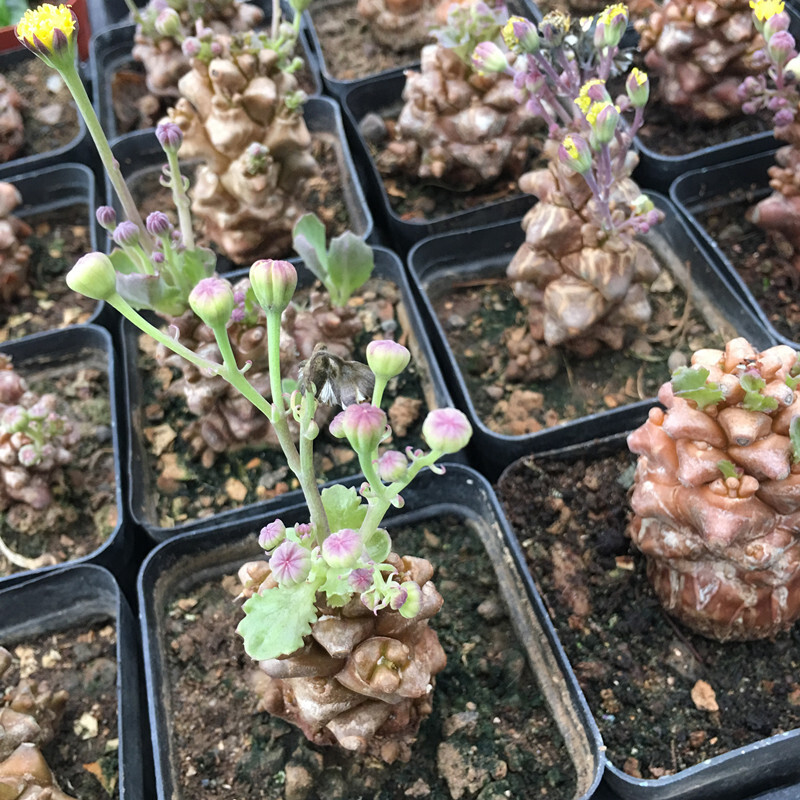 5-7cm Othonna Herrei Triste