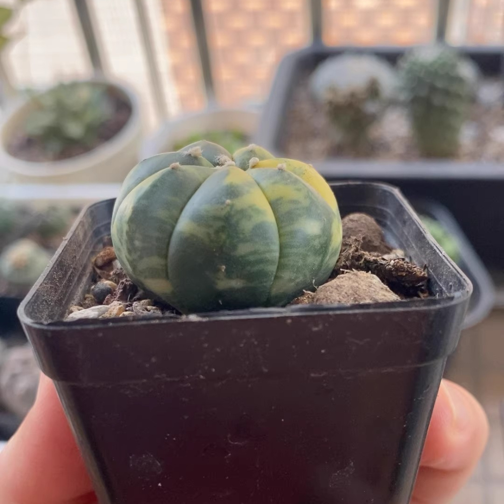 3cm 1PCS Astrophytum Asterias Yellow Variegated