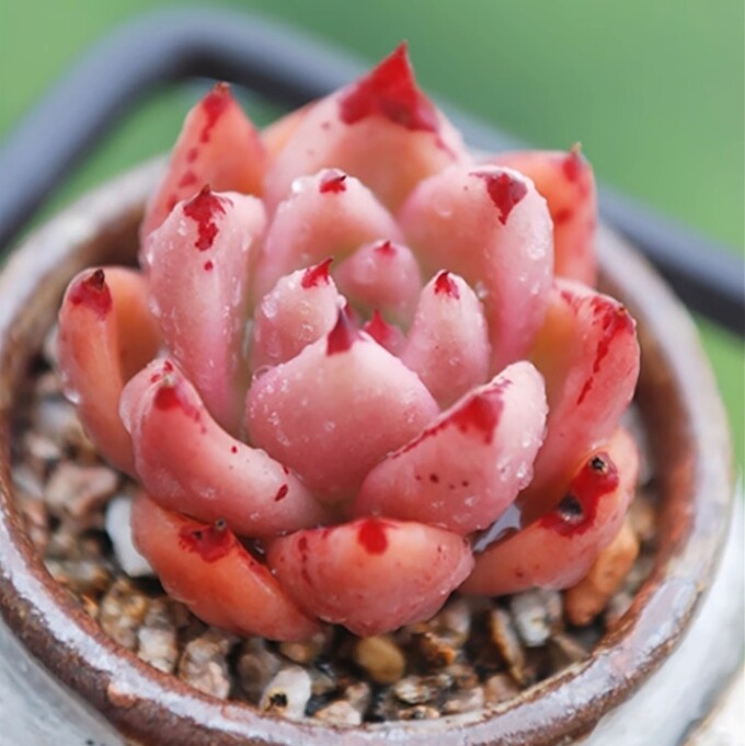 4cm Echeveria 'Honey pink'