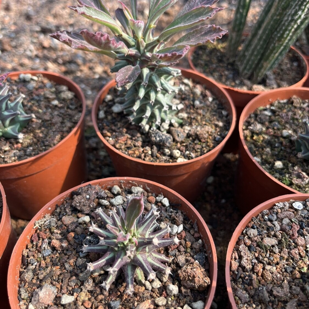 6-8cm Monadenium guentheri