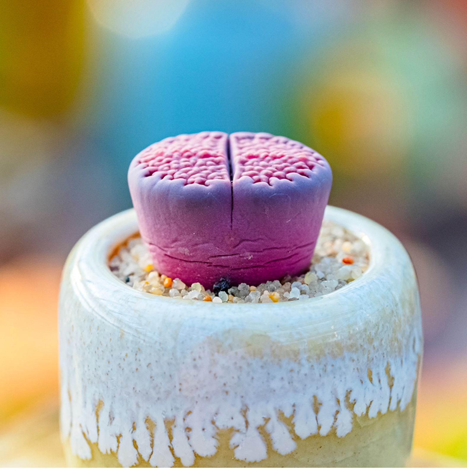 1.5-2cm Lithops Hallii Purple