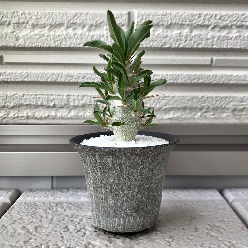 7-8cm Pachypodium saundersii