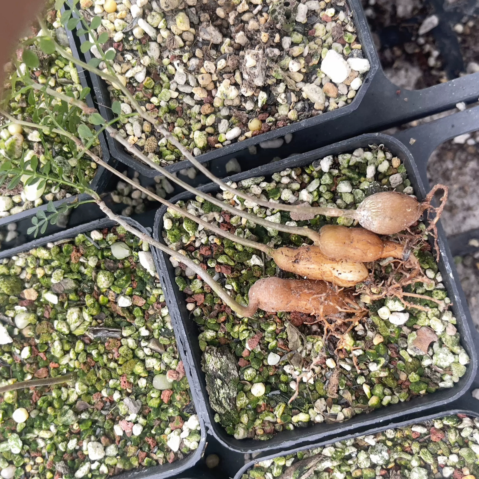 2cm Operculicarya pachypus