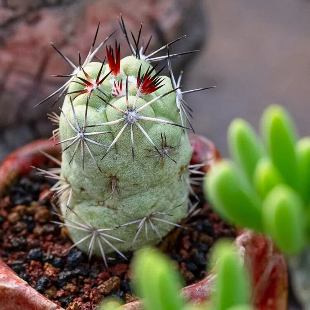 2.5-3cm Ortegocactus macdougallii
