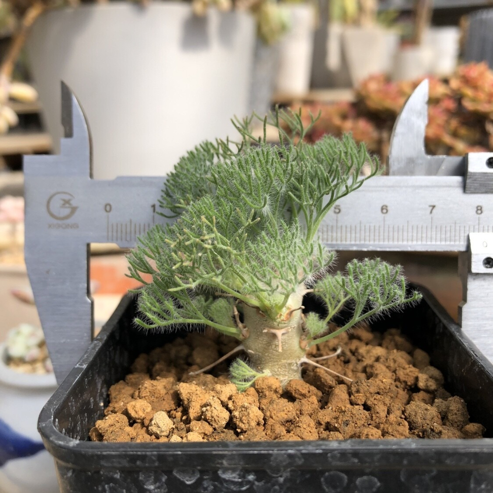 1.5CM Monsonia Peniculina