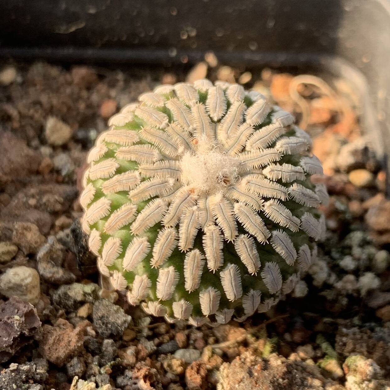 2-3cm Turbinicarpus pseudopectinatus