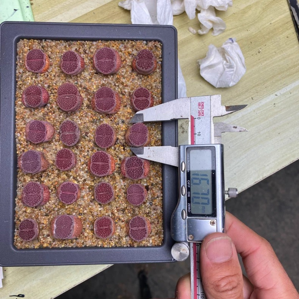 1.5-2cm Lithops Hallii Purple